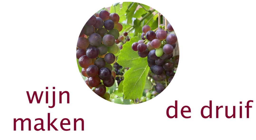 Wijn maken: start met de druif